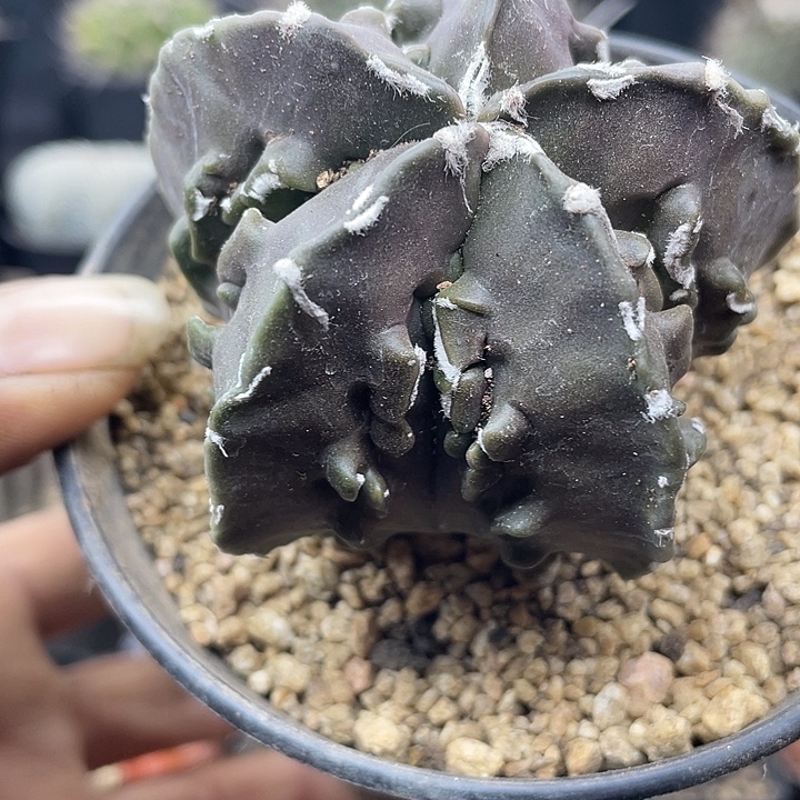 核桃鸾凤玉一颗包邮