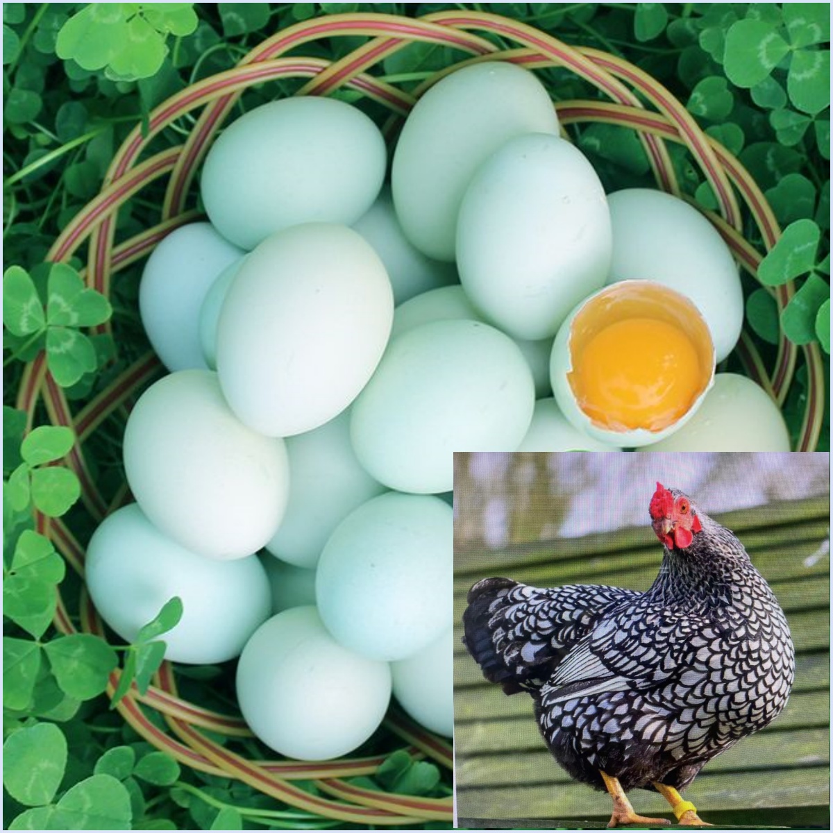 【脱温3两左右观赏鱼鳞鸡】肉质鲜美产蛋营养包邮发货