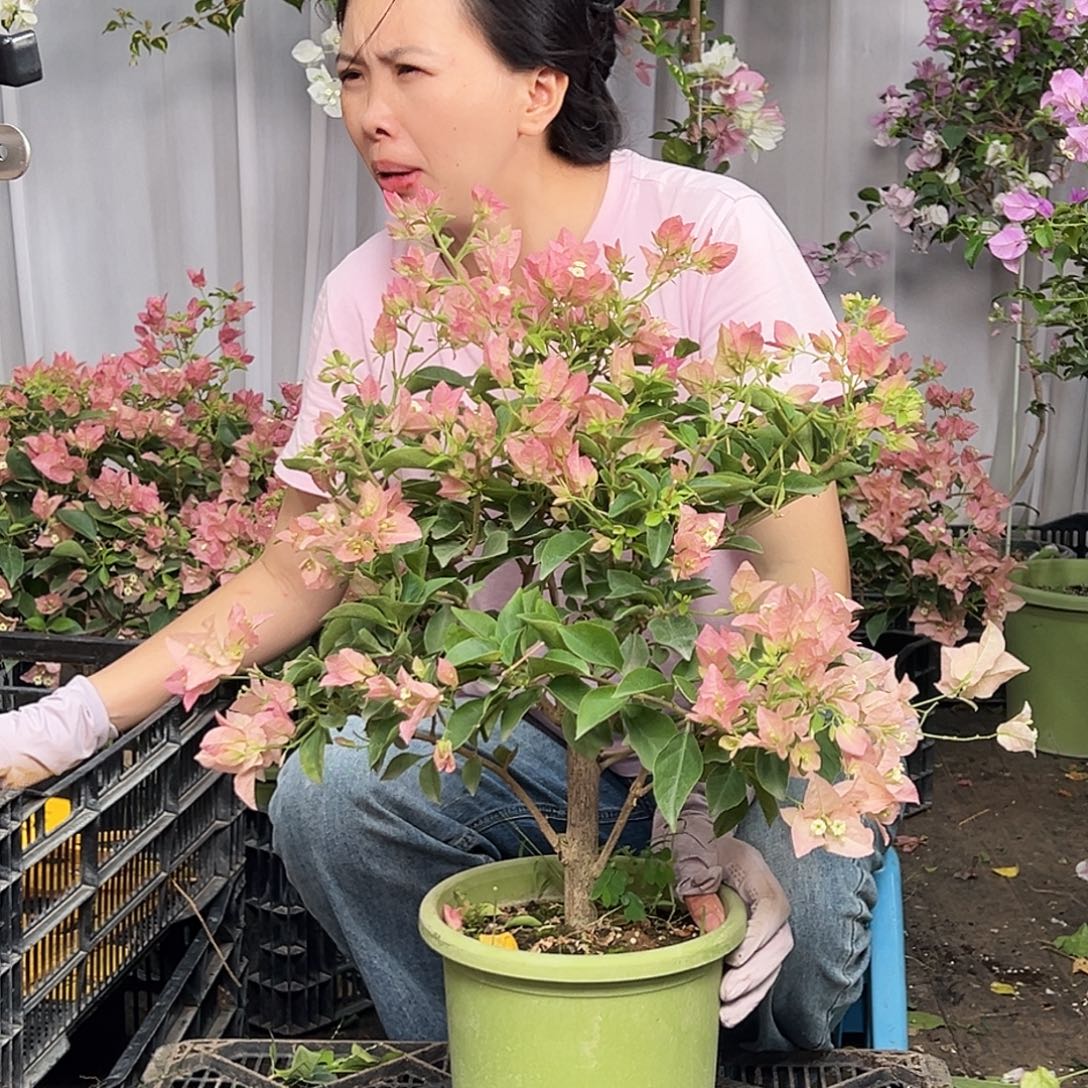 诺***宝当前无花栽培后可以开花H50卡亚塔