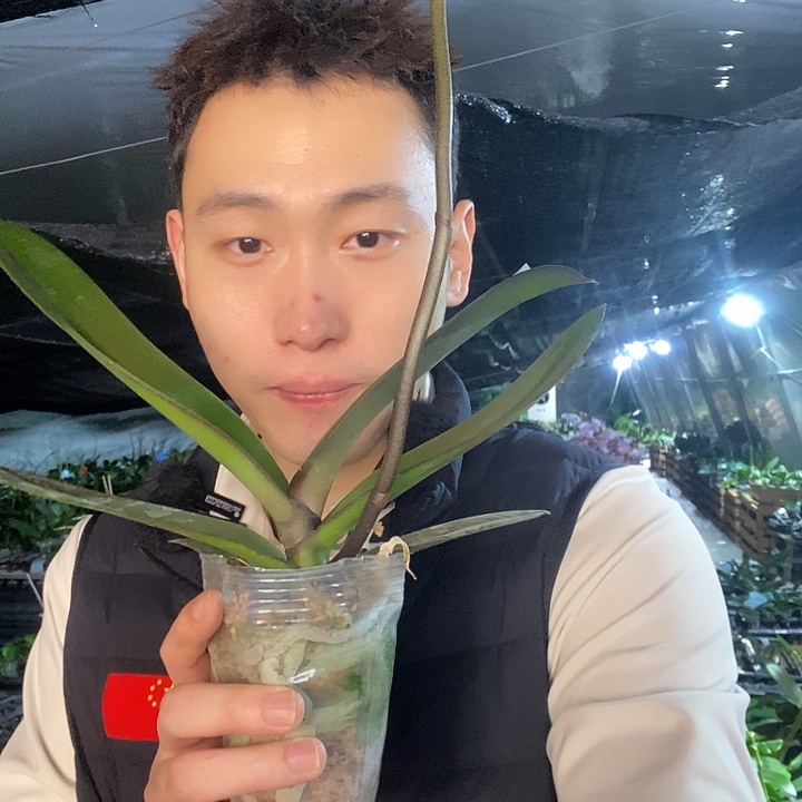 无花朵红苹果带花剑