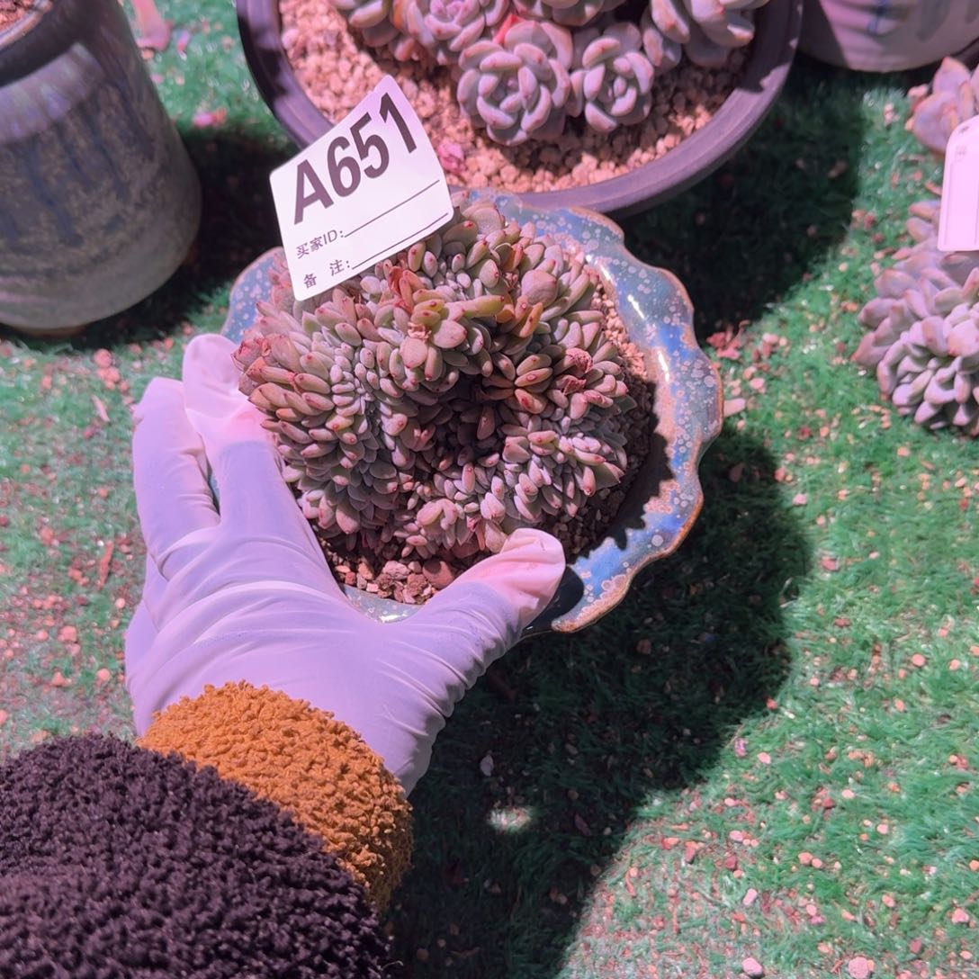 盘龙星影缀呀呀呀