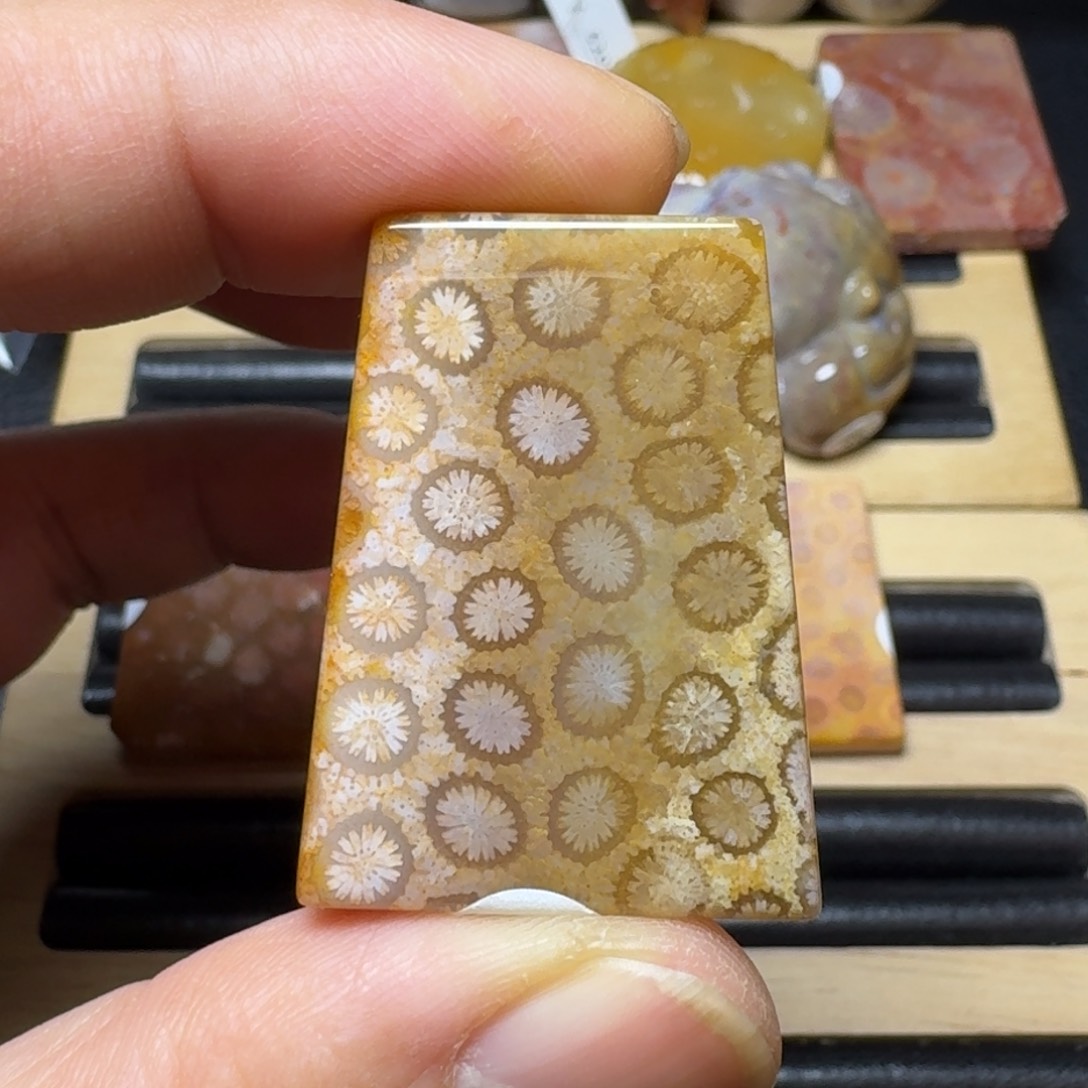 硅化珊瑚（珊瑚玉）纯天然色有机玉石未镶嵌