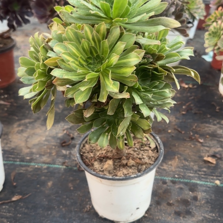 482两单包邮碧螺春。          