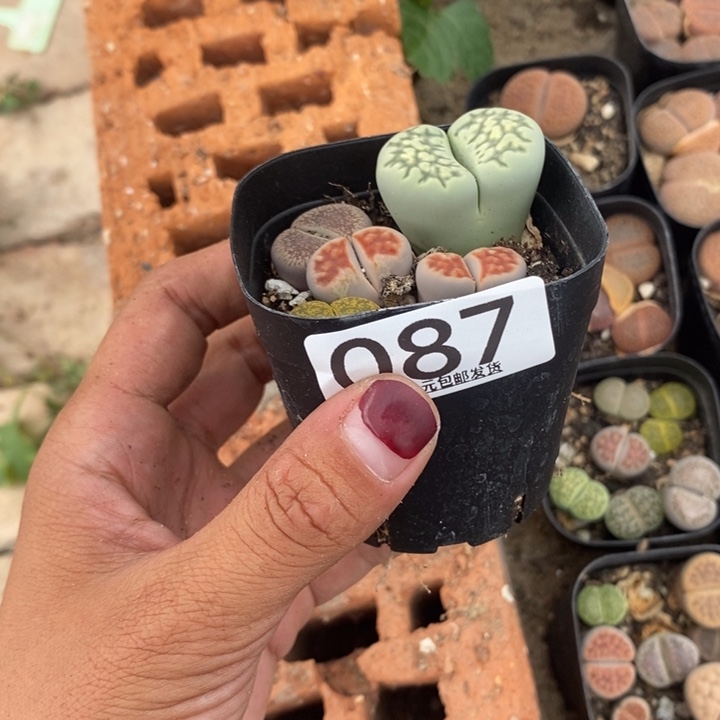 动***巴生石花等植物087