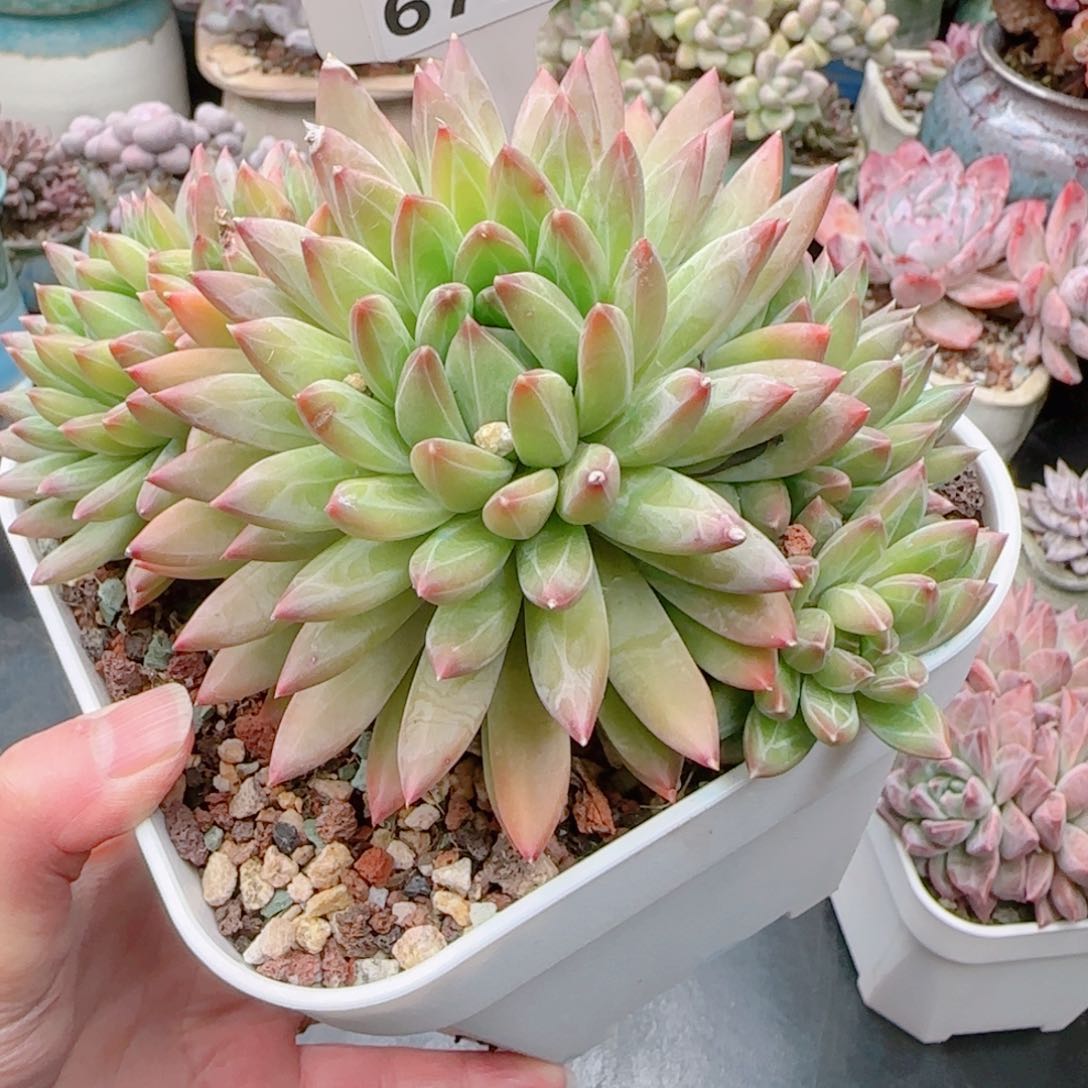 K*n多肉植物6736…………..