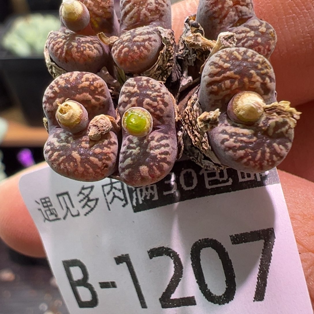 多肉植物11111111111