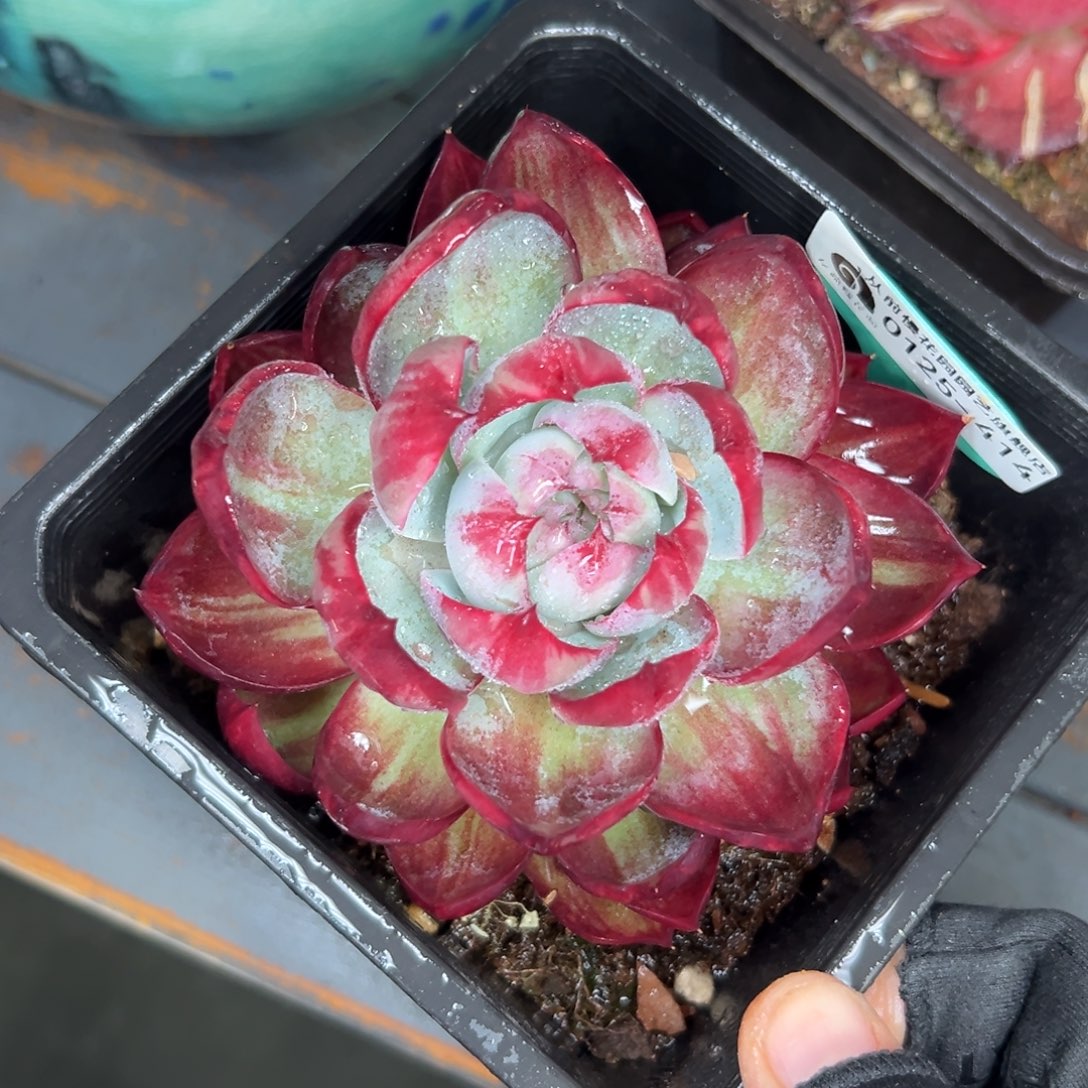 多肉一物一拍0125-414