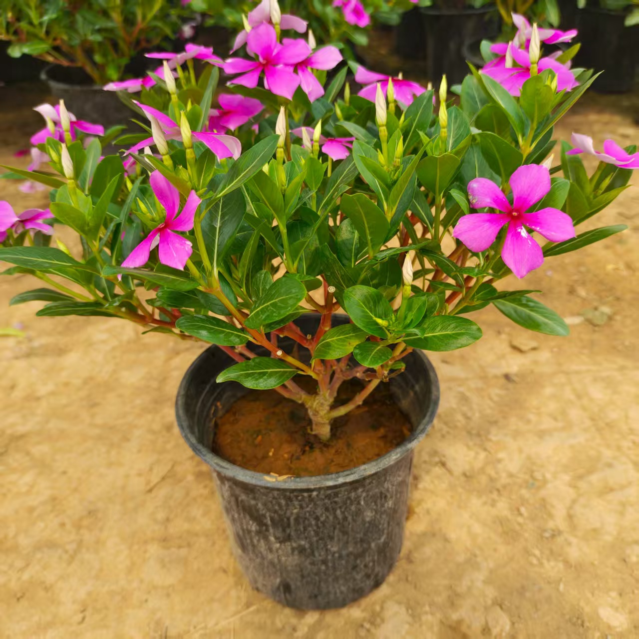 木本天天开 矮桩  简易黑色盆 一物一拍（花盆破损属正常 无赔付 ）