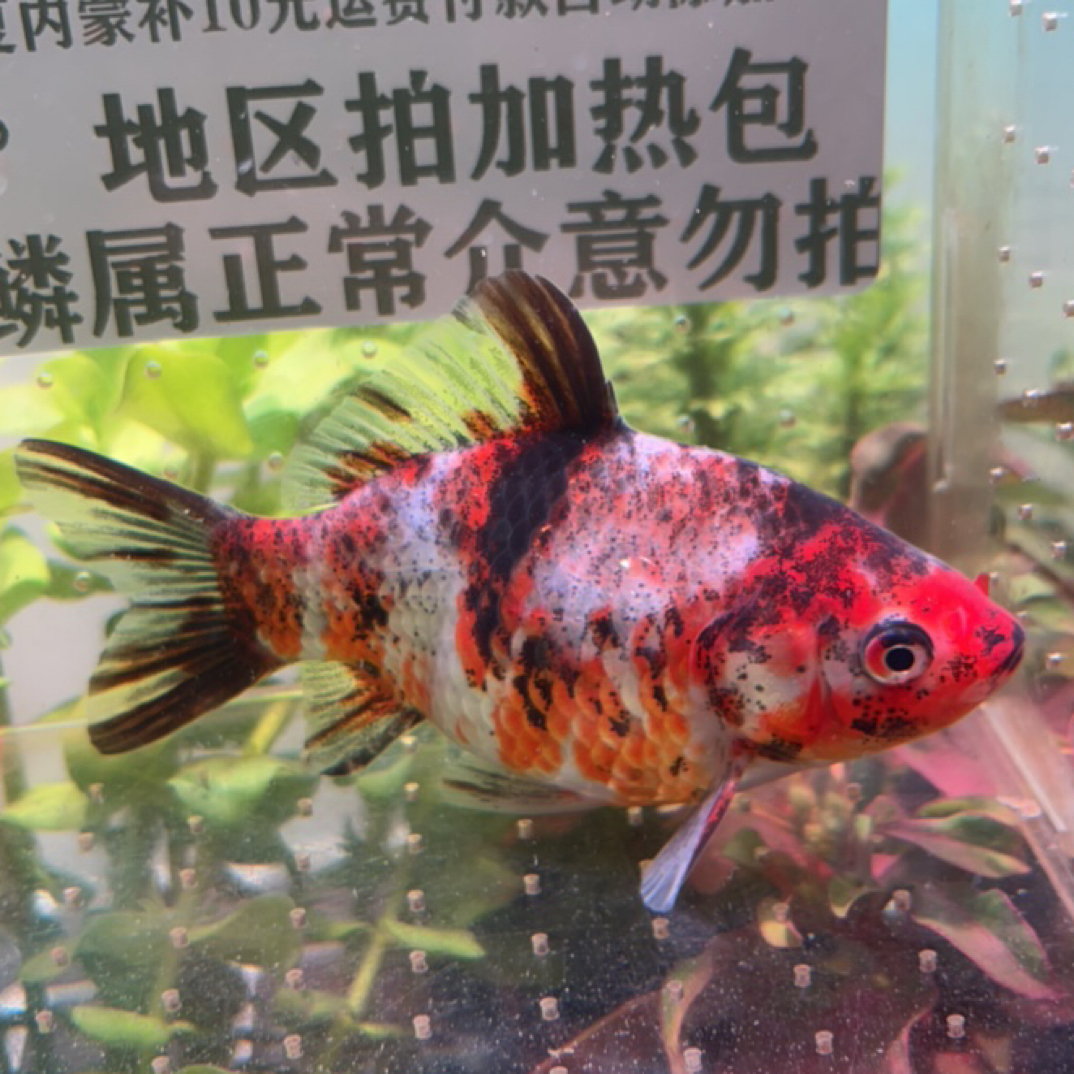 171号10-11公分元宝体三色缎带蓝麒麟短尾草金鱼冷水（母鱼）