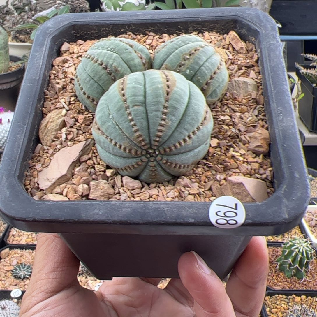 锈斑布纹球群一物一拍798