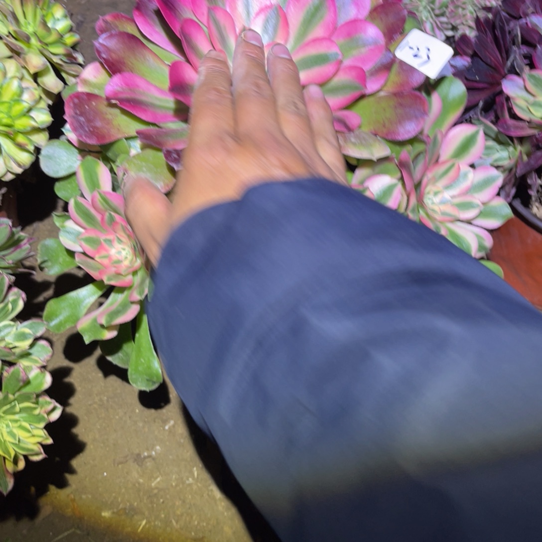 1-1-23香妃法师锦