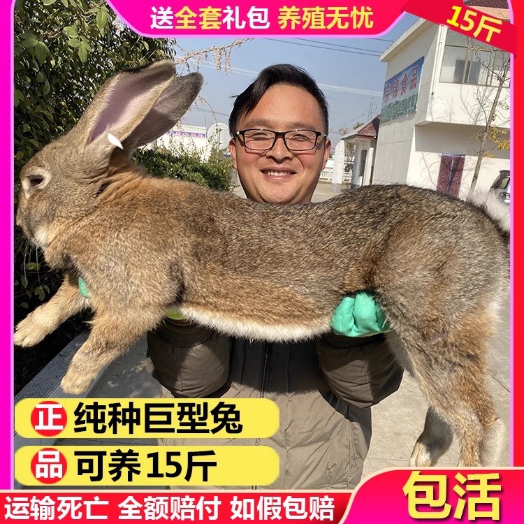兔子活体大型肉兔比利时兔子活物月月兔繁殖食用成年兔家养兔苗