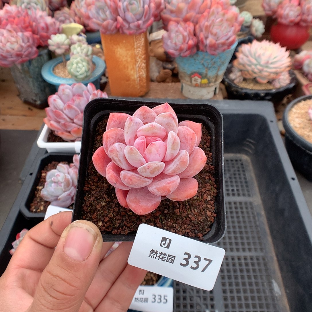 337雪天使多肉植物一物一拍