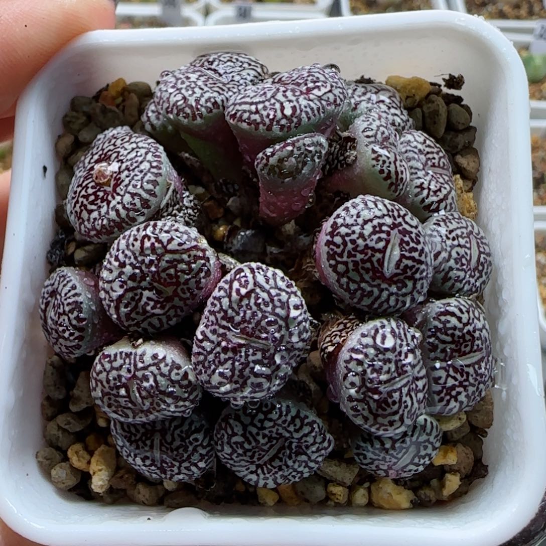 2-8-2-3当天满58包邮粗纹墨母本多肉脱土