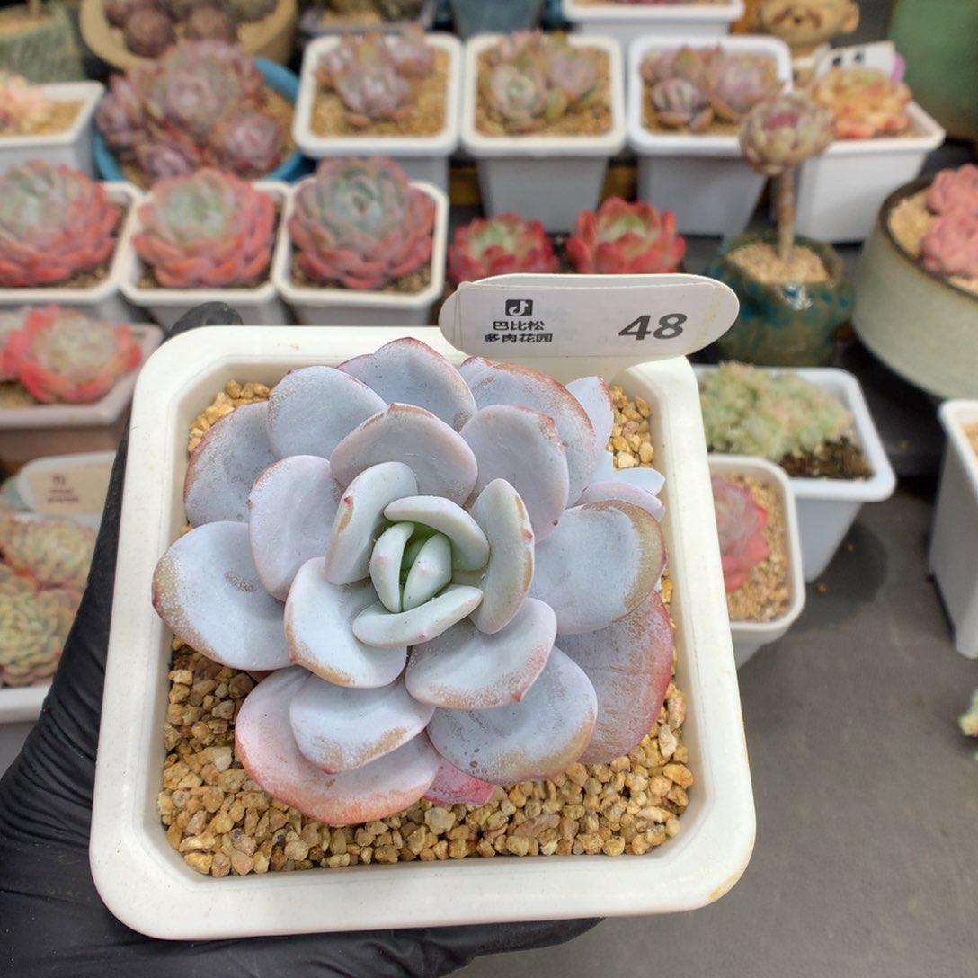 48 三头雪莲多肉