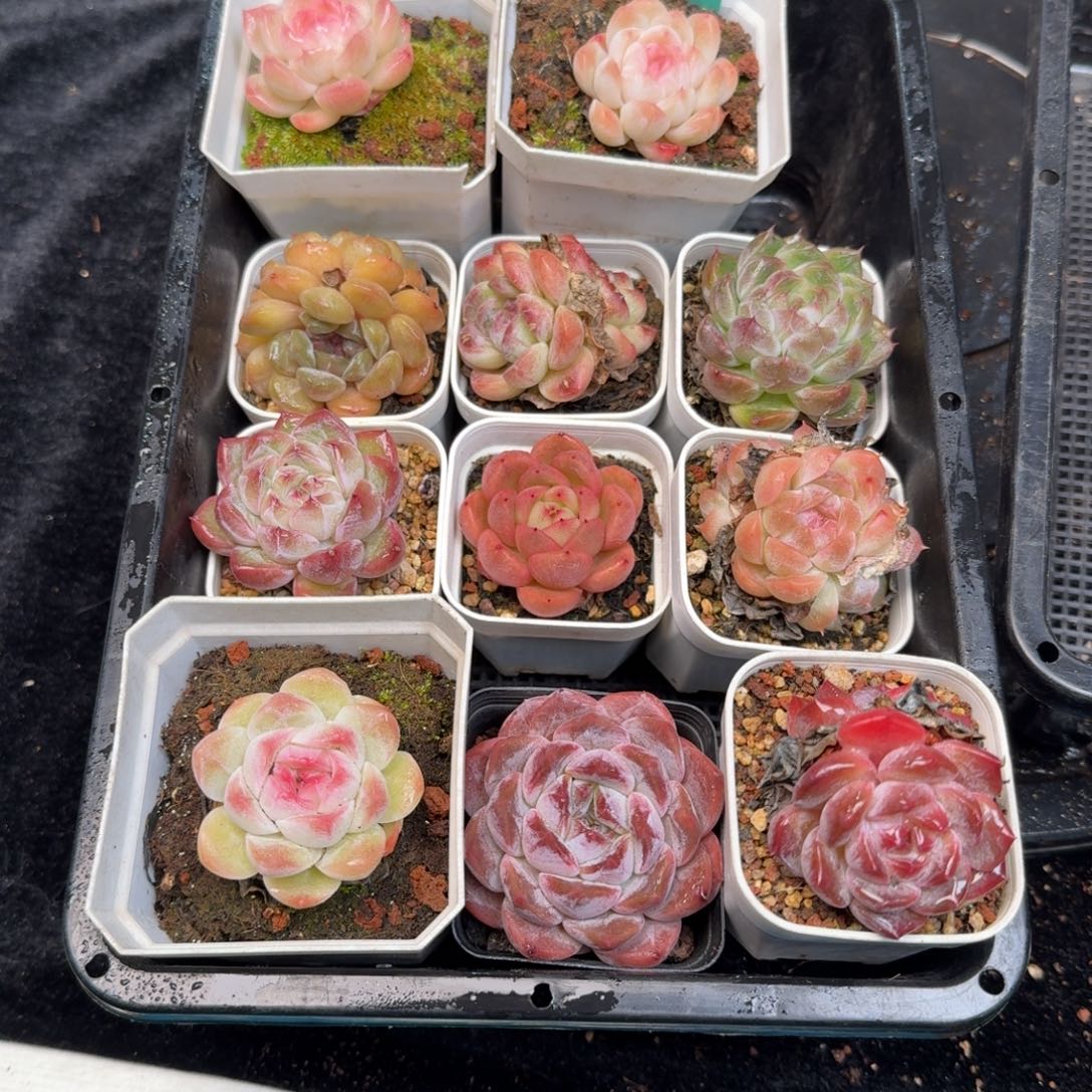 从前慢多肉精选编号1213.278