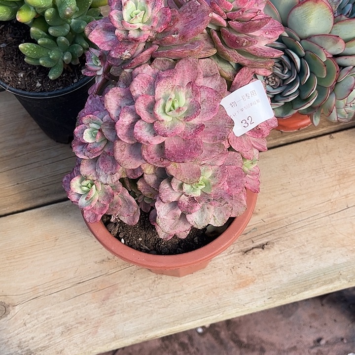 ****兰红梅锦，一物一拍。