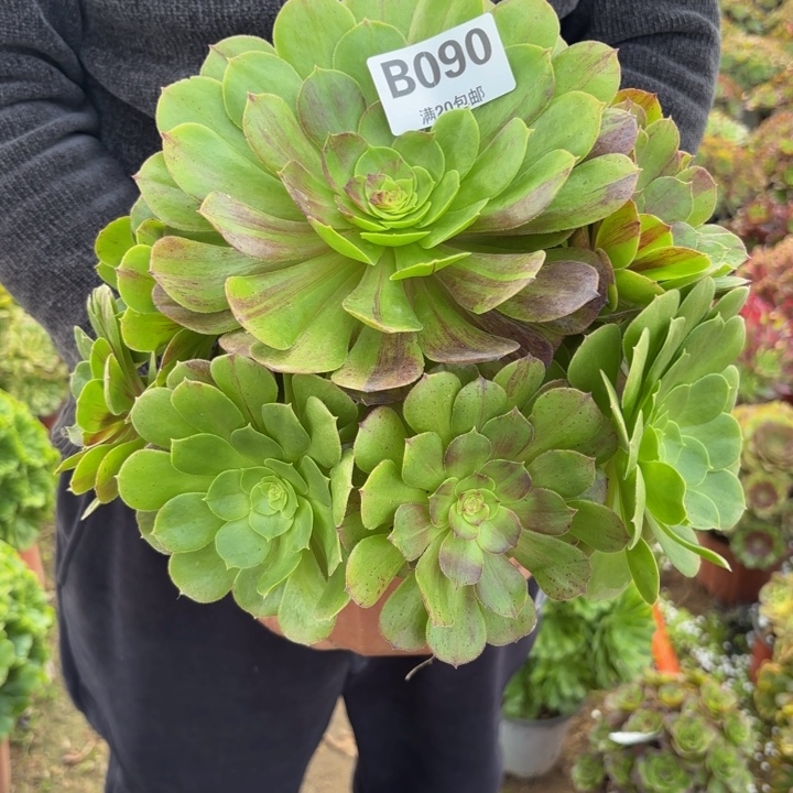 瑞妈，。。。。090花月夜