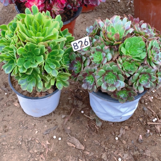 无花朵826多肉香味2棵