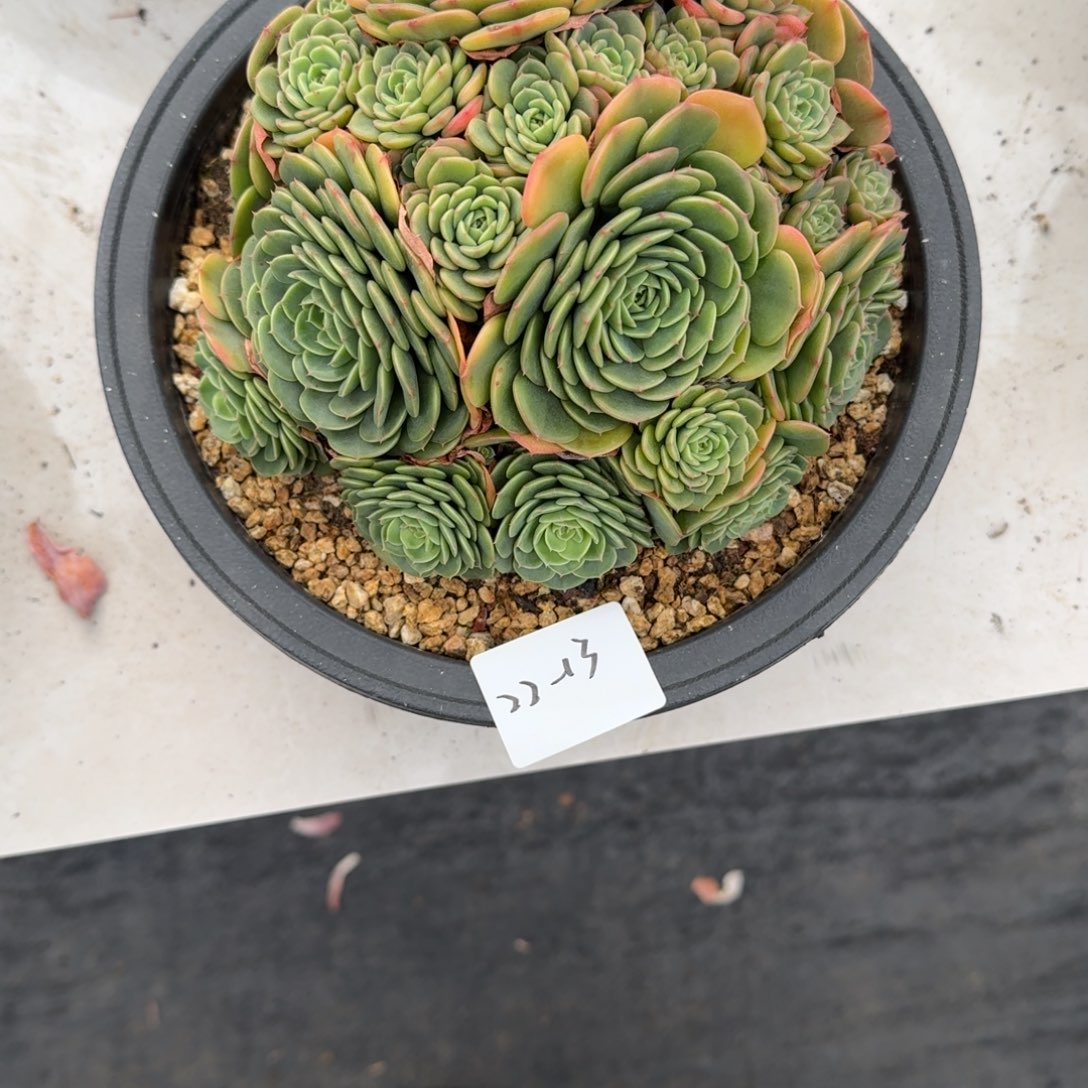 22-13惊喜宝贝多肉植物