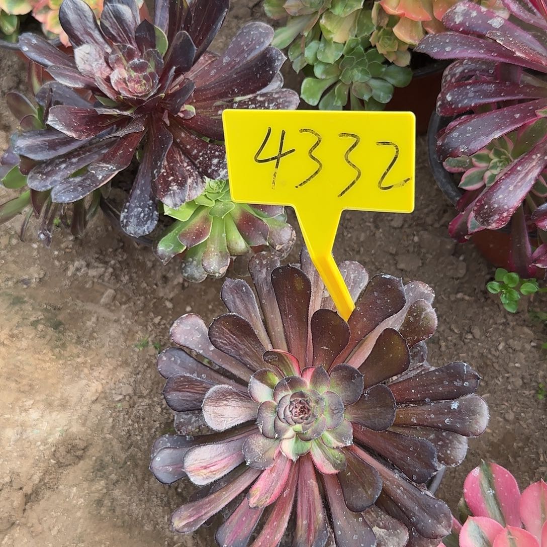 4332--+激光多头多肉