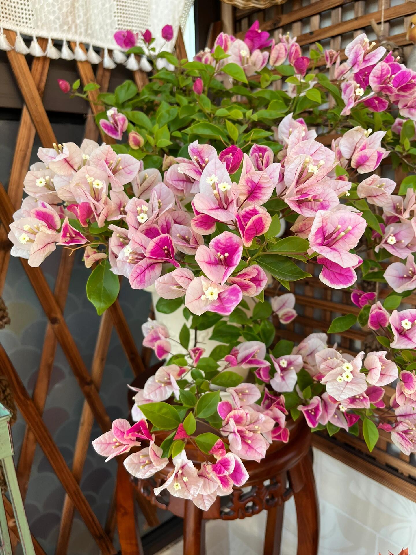 【漳红樱】三角梅盆栽庭院阳台飘枝爬藤地栽绿植花卉（终生包对版）