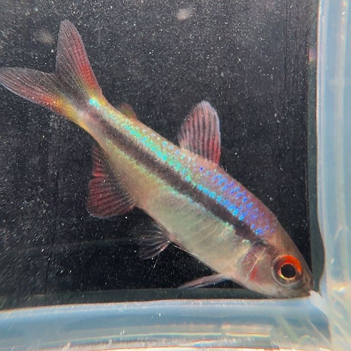 灯科鱼左下缸3号 皇室青 3cm左右 蒙眼一条