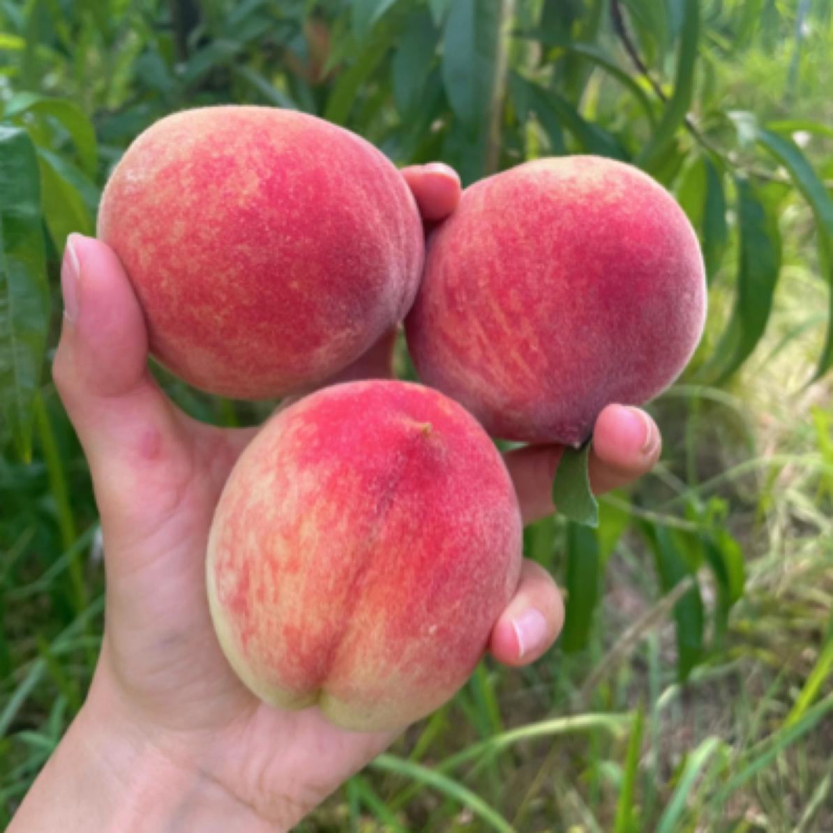 贵州本地百花桃香甜现拍现送五斤装贵州省