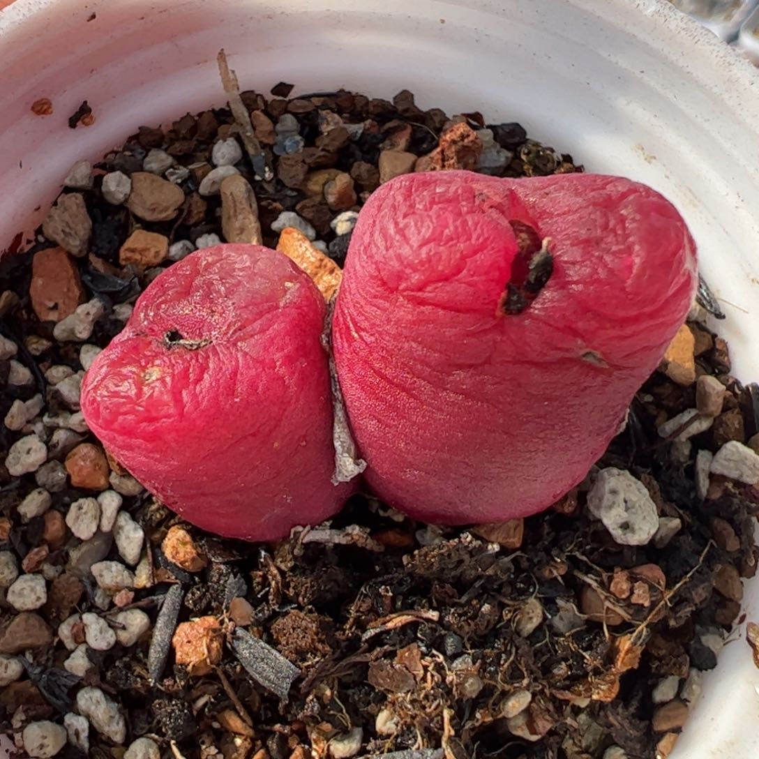 096多肉植物百科