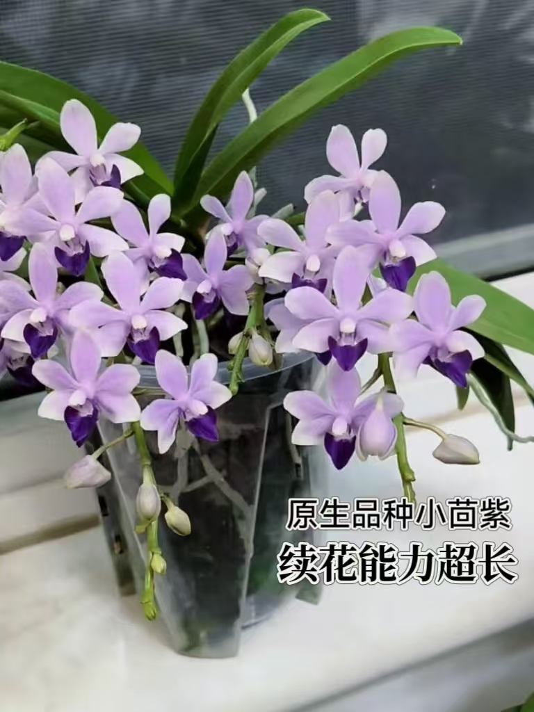 【小茴紫】5.0寸原生种小花型 高品质精品蝴蝶兰