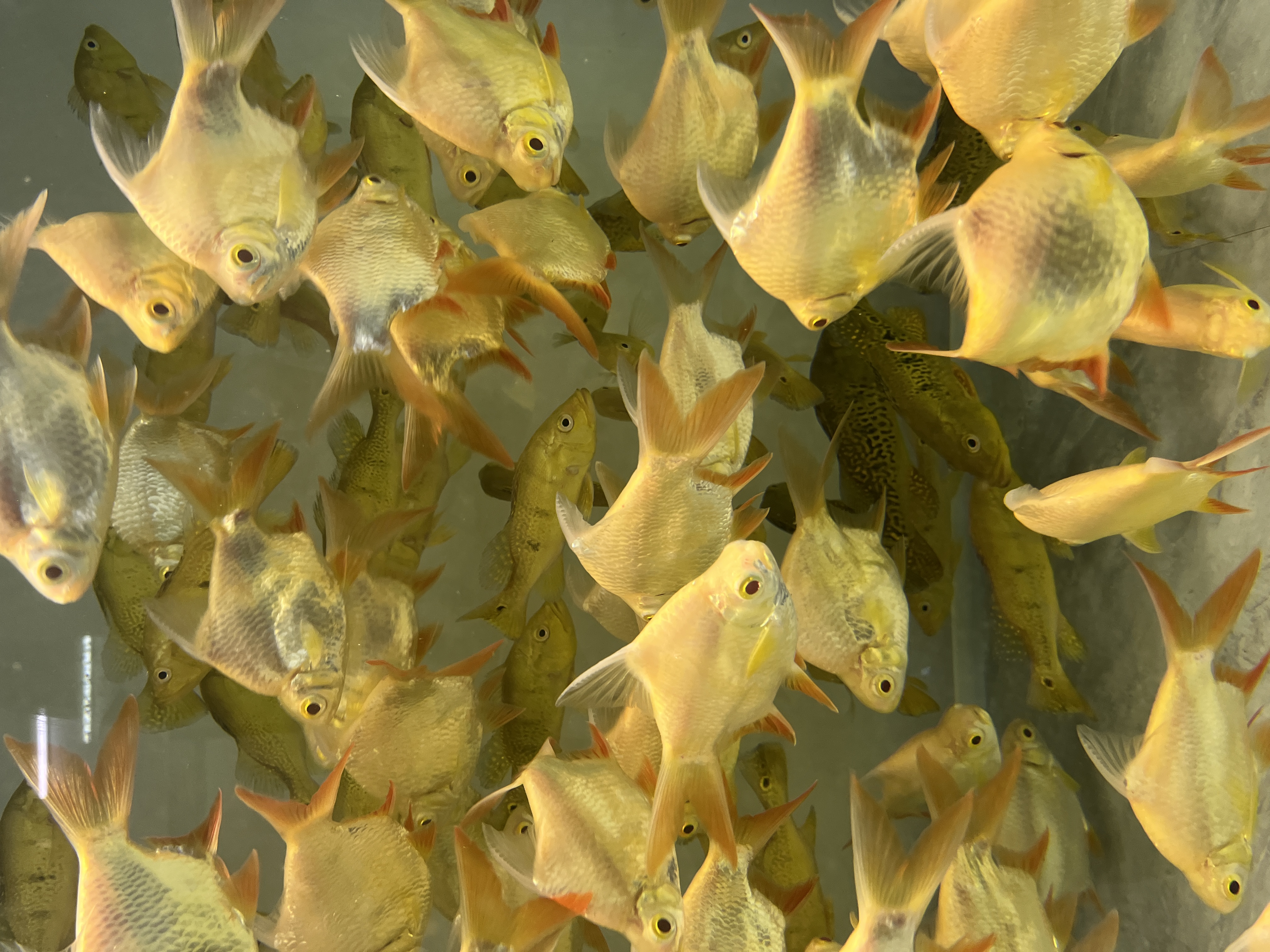 鸣虎门源头店精品泰国柠檬元宝鲫鱼热带淡水可做龙虎鱼配鱼观赏鱼