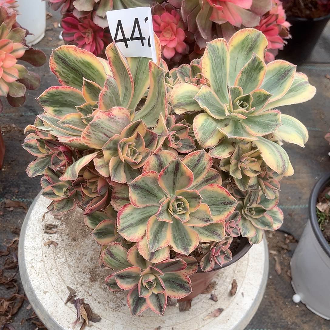 4423青花瓷多肉植物