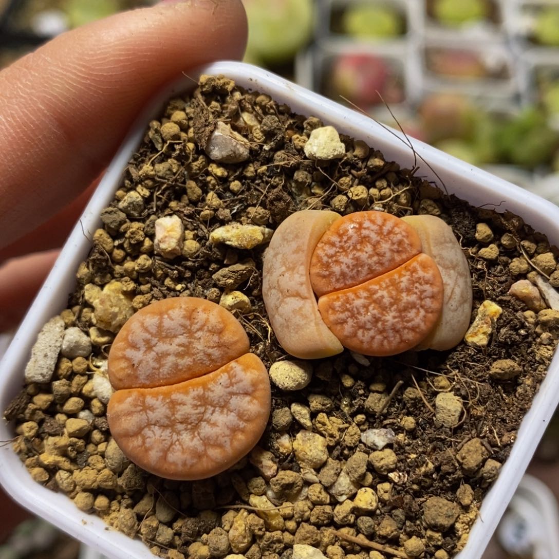 拿铁两颗（多肉植物