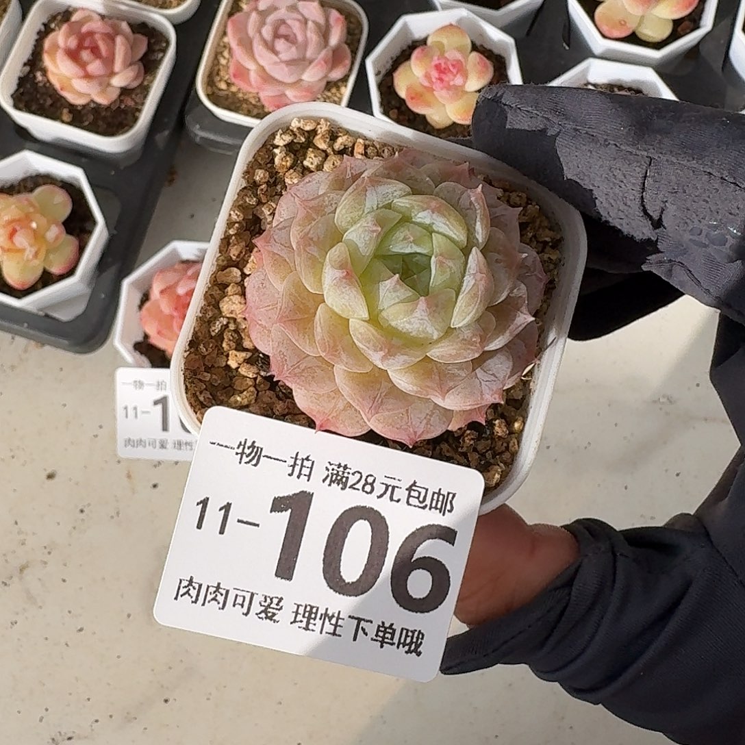 优选珍妮无盆土发货