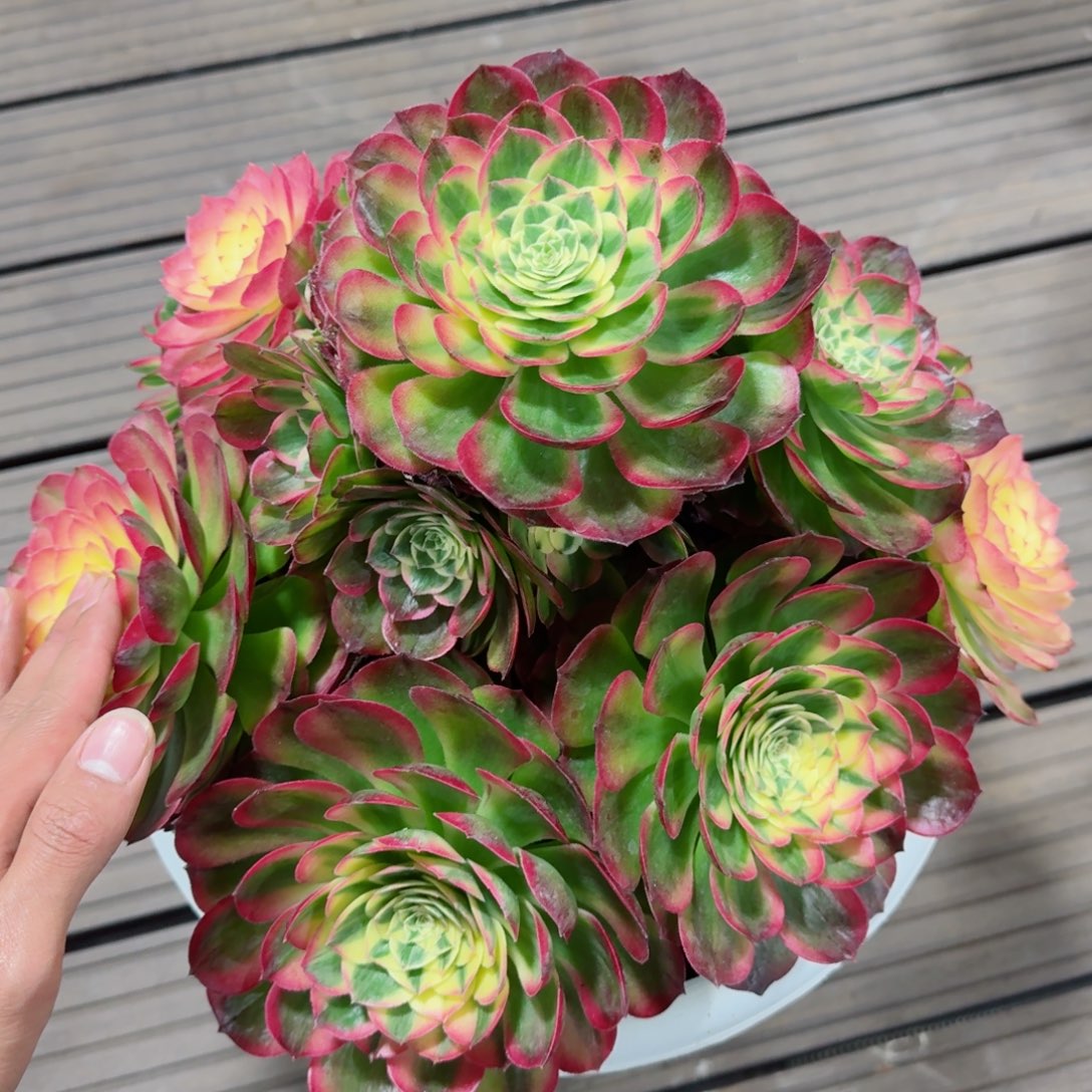 大*多肉植物发货发货