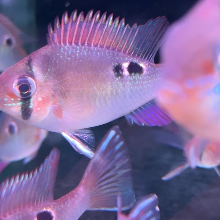 慈鲷鱼8-9厘米左侧2点圣塔伦月亮