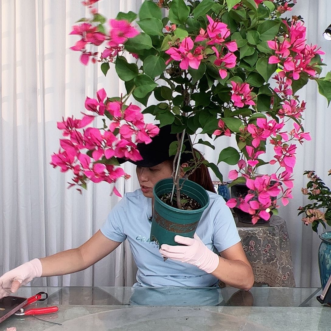 当前无花栽培后可以开花甜心一棵