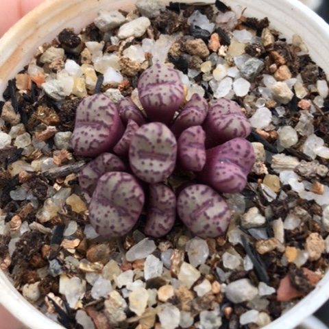 多肉肉锥 火龙果安贞