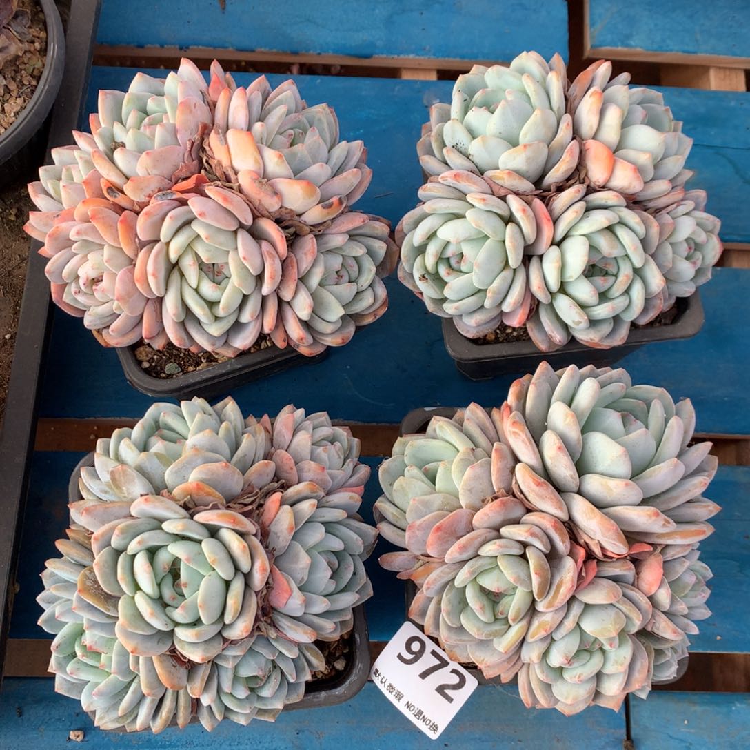 有虫不售后  972号新疆西藏内蒙古不包邮