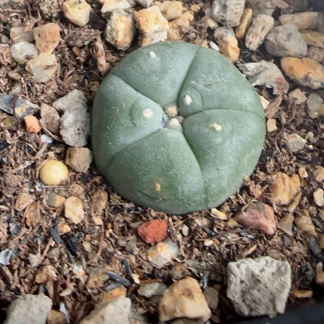 实生肋骨草球多肉2.5厘米