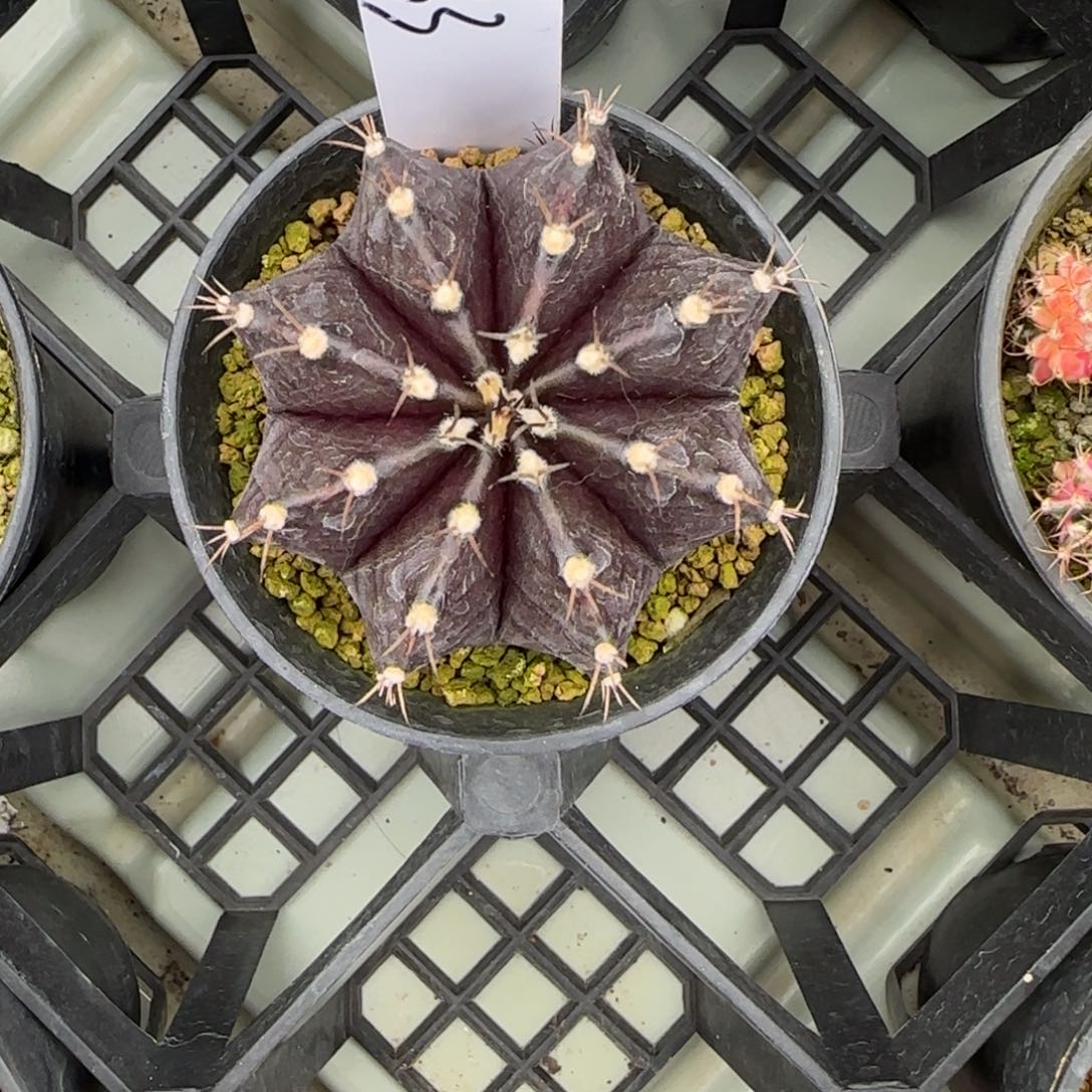 233-0308黑寡妇脱土发多肉