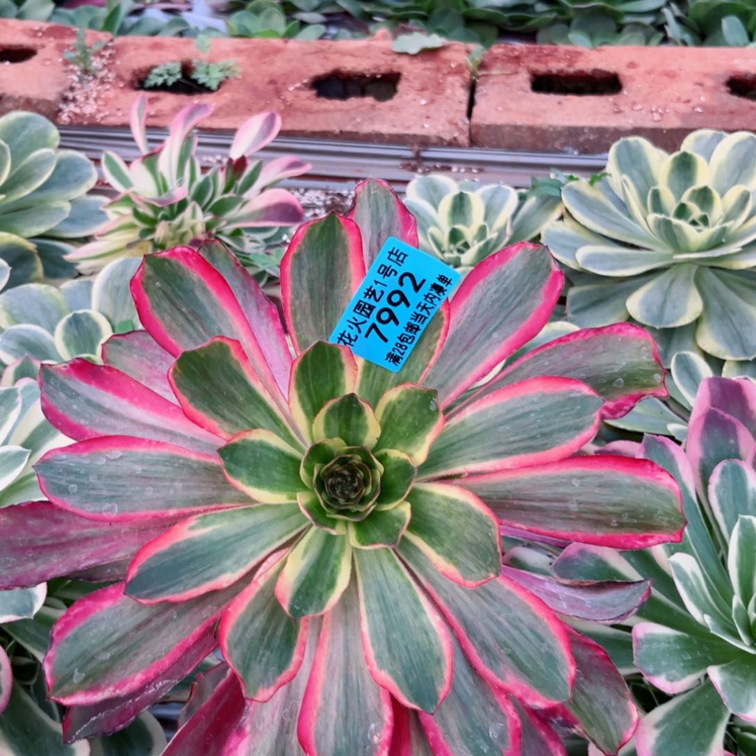 红魔女群7992多肉植物