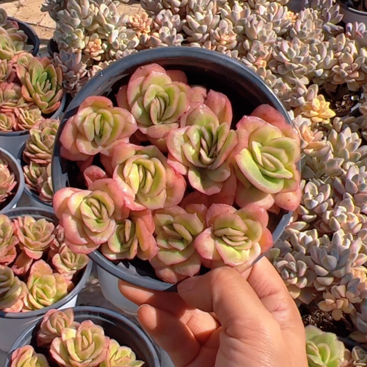 冰玫瑰群 14cm 只发新疆