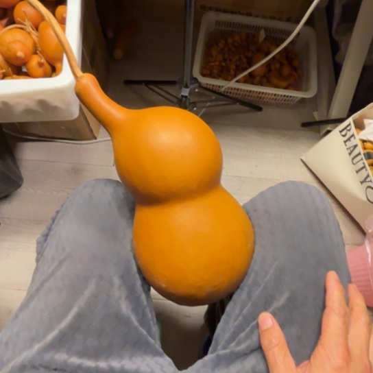 大****大鱼海棠的一把金珠，一把金珠葫芦金珠葫芦