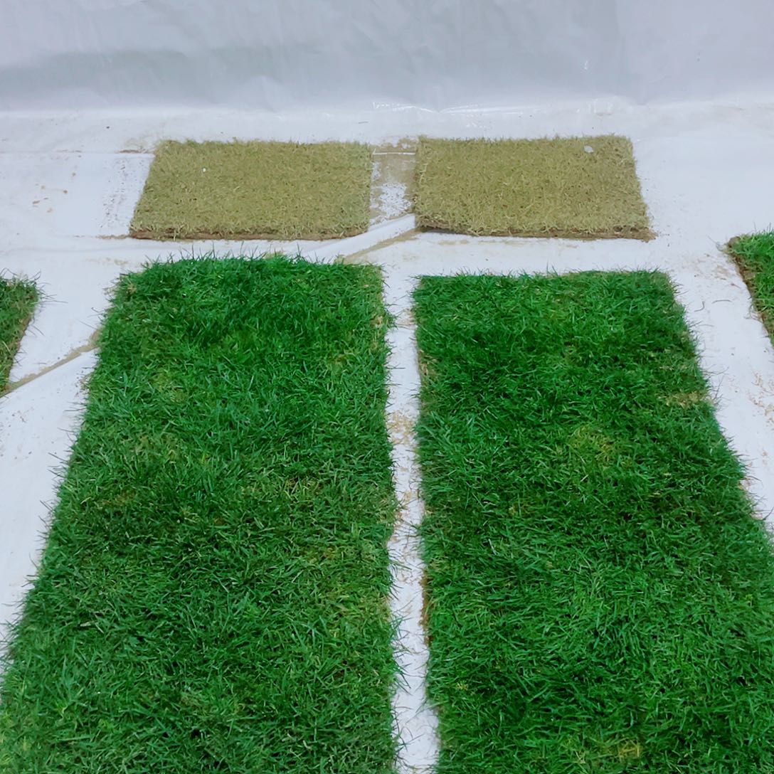 完全开放混播果岭草包邮价。。。混播果岭草。。，，，