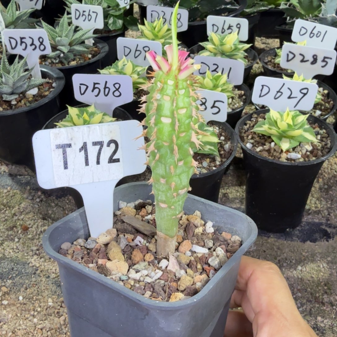 福利沙生植物喷火龙