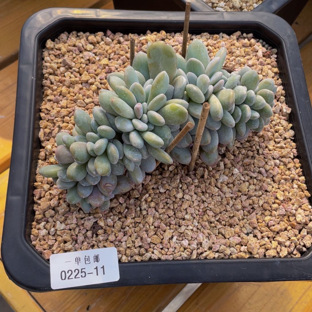 0225-11-粉兔缀化。。。。？