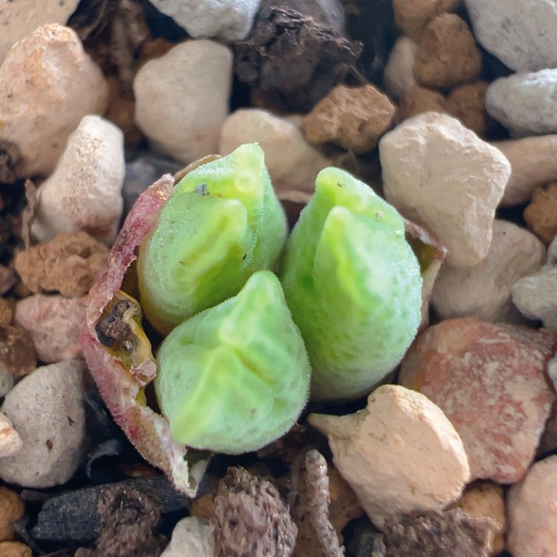 36多肉植物百科知识