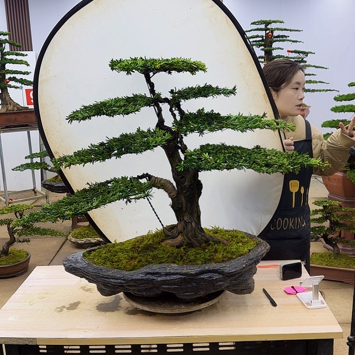 盆景直播间一物一拍