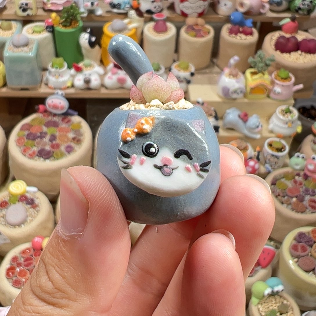 多肉植物72号拇指盆